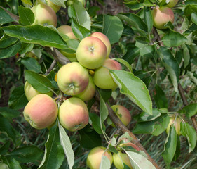 Green apples on the branch of an apple tree