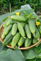 Harvest of cucumbers in a wicker basket 