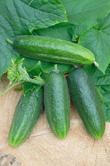 Harvest of cucumbers on wood