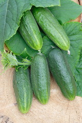 Harvest of cucumbers on wood