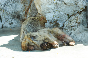 Baby macaque and his caring mother siting on a rock/Baby Macaque and his mummy/Gibraltar, Europe..