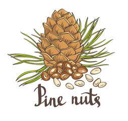 Pine nuts and pine cones. Hand drawn vector illustration. Isolated objects on the white background.