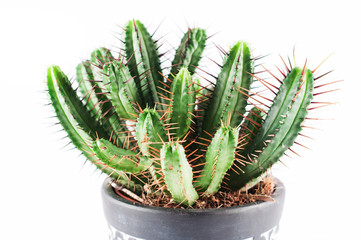  potted cactus plant euphorbia heptagona