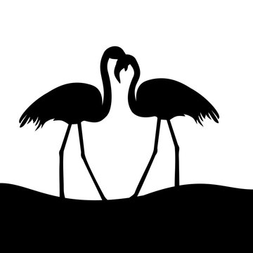 tropical birds Flamingo