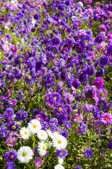 flowerbed of asters
