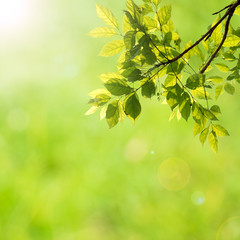 natural green background