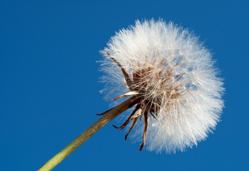 Close up of a white fluffy dandelion against a clear blue sky