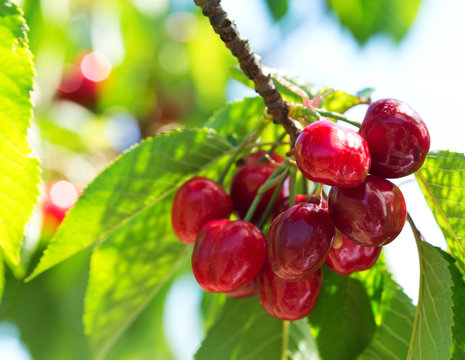 branch of ripe cherries