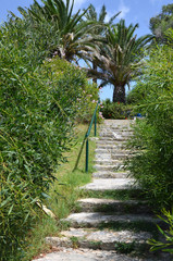 Stone steps in summer