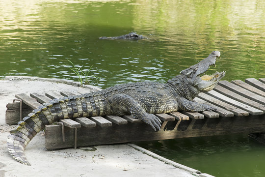 Relaxing crocodile on the wooden bridge over the water.