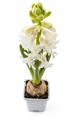 Young white Hyacinth flower seedlings with tuber, Hyacinthus orientalis in flower pot isolated on white backround