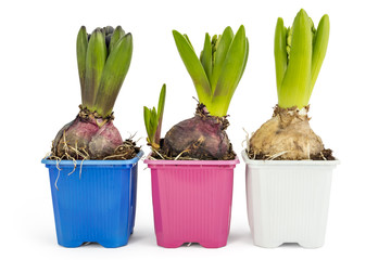 Young blue, pink and white Hyacinth flower seedlings with tuber, Hyacinthus orientalis in flower pot isolated on white backround - 111592498