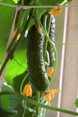 Cucumbers