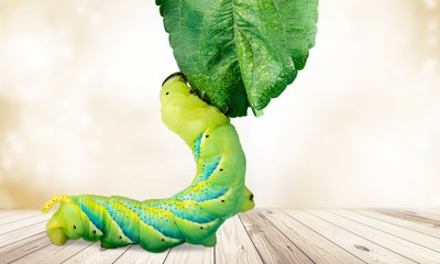 Caterpillar.