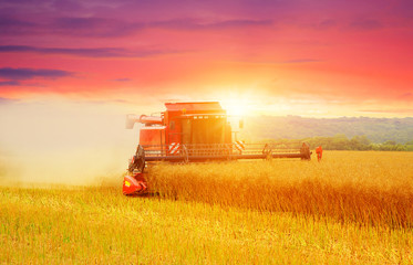 Obraz premium Combine working in field