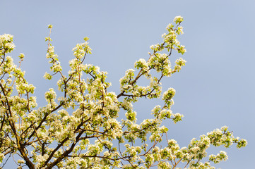Tree with white flowers