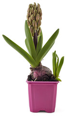Young pink Hyacinth flower seedlings with tuber, Hyacinthus orientalis in flower pot isolated on white backround