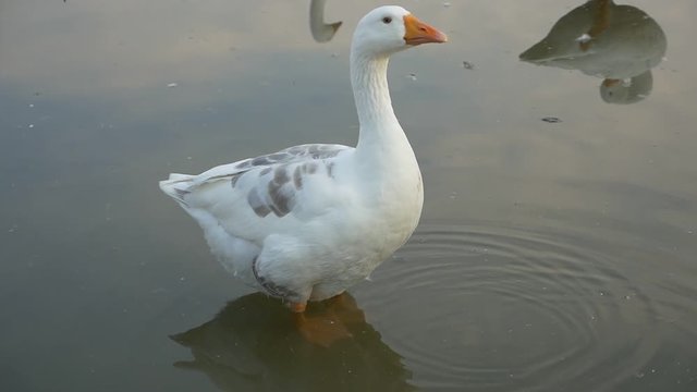  White goose in pond relaxing high definition 1080p video - Goose group relax 1920X1080 FullHD footage