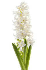 White Hyacinth flower bouquet, Hyacinthus orientalis isolated on white backround