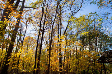 Fototapeta premium autumn trees.