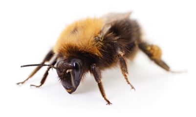 Bumblebee on white.