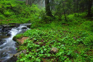 Trees in forest