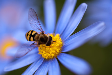 Close up of hoverfly or floating fly on blue daisy flower