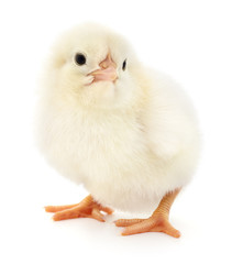 Obraz premium Small yellow chicken