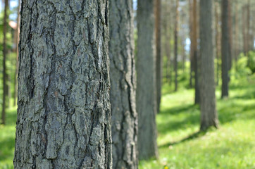 Fototapeta premium Close-up of tree trunk in coniferous forest in spring time