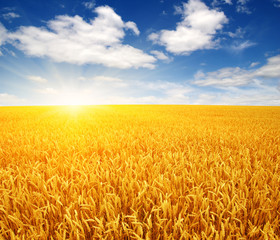 Fototapeta premium wheat field and sun