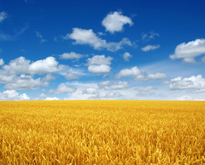 wheat field and sky