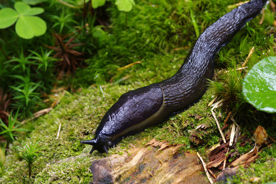 slug in forest