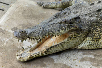 Fototapeta premium Wide openned crocodile mouth in the farm.