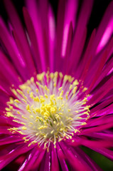 Fototapeta premium Macro shot of a single ice plant flower