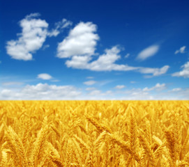 wheat field and sky