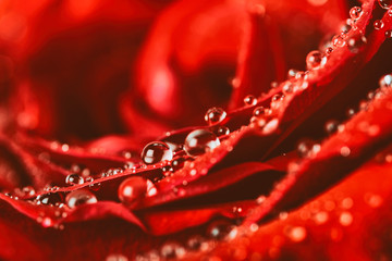 Red Rose Abstract With Water Drops