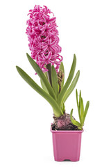 Pink Hyacinth flower seedlings with tuber, Hyacinthus orientalis in flower pot isolated on white backround