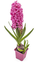 Pink Hyacinth flower seedlings with tuber, Hyacinthus orientalis in flower pot isolated on white backround