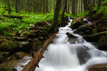 Mountain river in forest.