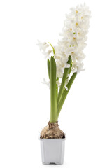 Young white Hyacinth flower seedlings with tuber, Hyacinthus orientalis in flower pot isolated on white backround