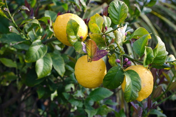 Lemons hanging on a tree