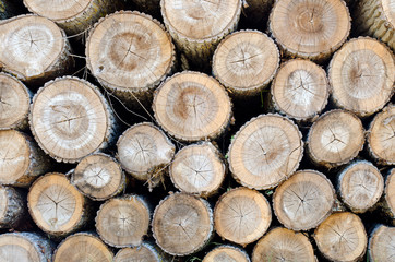 End view of stack of cut tree logs