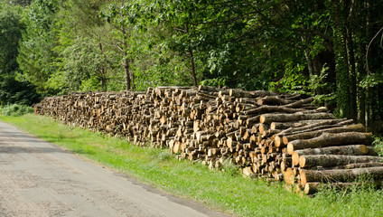 Stack of tree logs by side of road