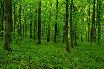 Fototapeta premium beautiful green forest