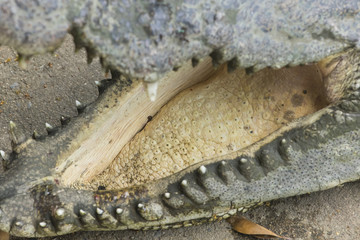 Focused, wide openned yellow crocodile mount.