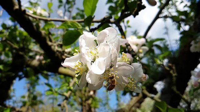 Slow Motion - Biene auf Apfelblüte