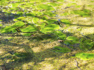 Pond with moss