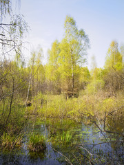 Birch Forest