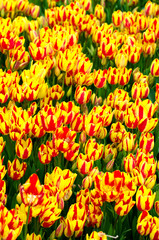 Obraz premium Red and yellow tulips