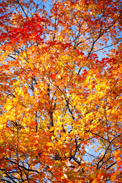 image of autumn trees.